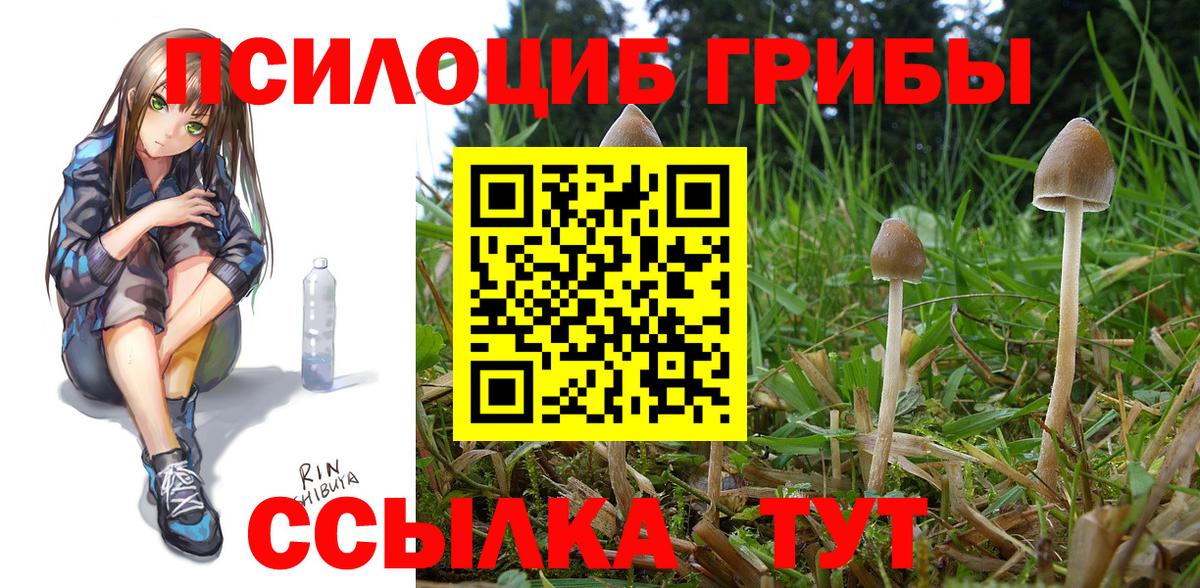 купить  цена  Вход с VPN  Каменка  Псилоцибиновые грибы мицелий 